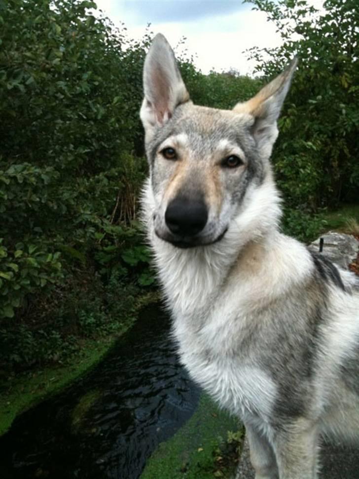 Tjekkoslovakisk ulvehund - Lidt fjollelækker. 8 mdr billede 7