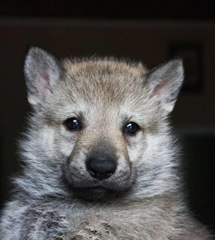 Tjekkoslovakisk ulvehund - Just a baby. 4 uger billede 2