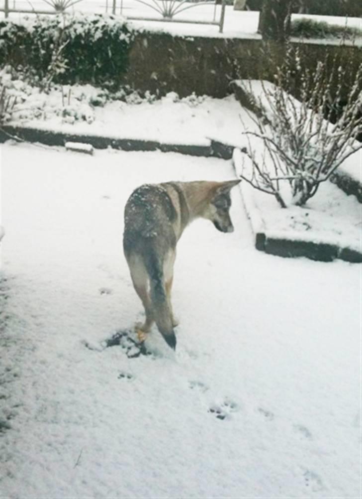 Tjekkoslovakisk ulvehund - Sne sne og atter sne. 9 mdr billede 8