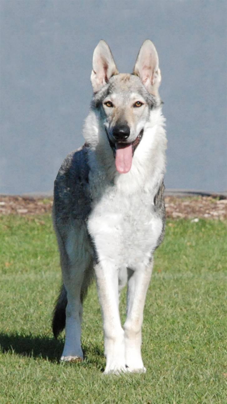 Tjekkoslovakisk ulvehund - Modelhunden. 5 mdr. billede 9