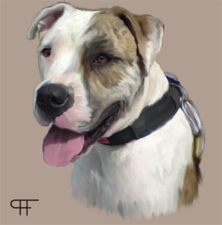 Tegninger af andres hunde - Amerikansk bulldog chuey. billede 296