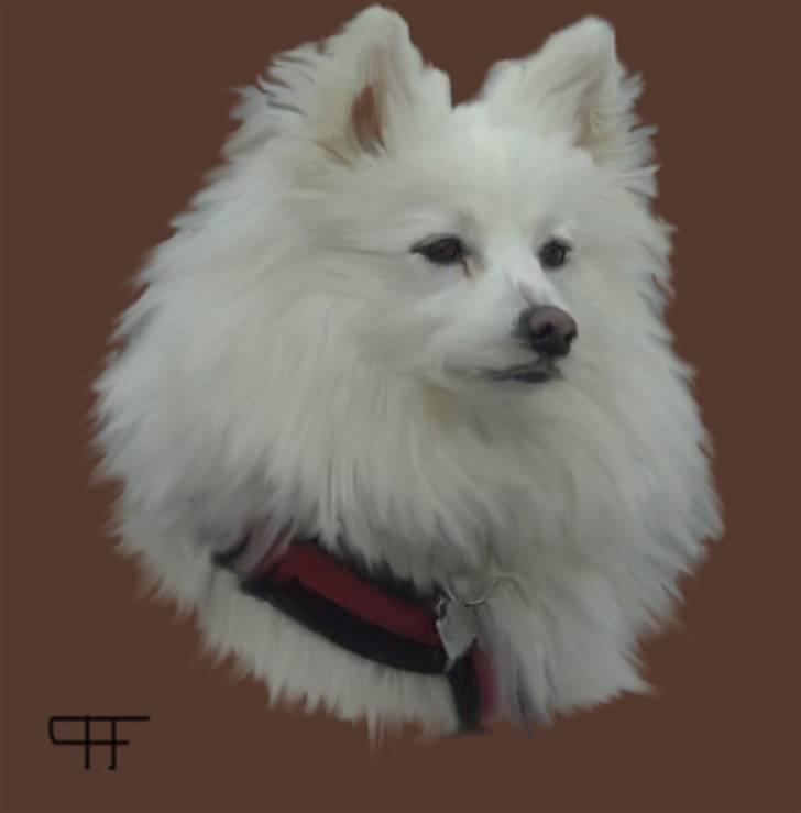Tegninger af andres hunde - Japansk spids Chiki. billede 297