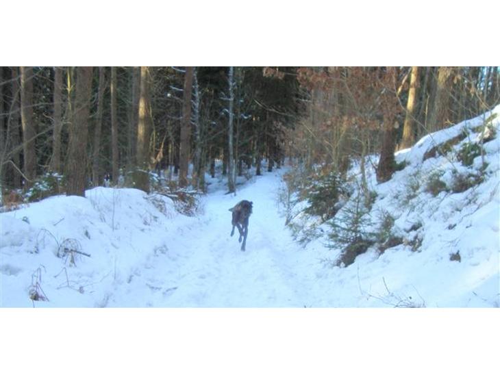 {{currentPhoto.altText}} billede {{currentPhoto.number}}