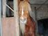 Min pony *taura*