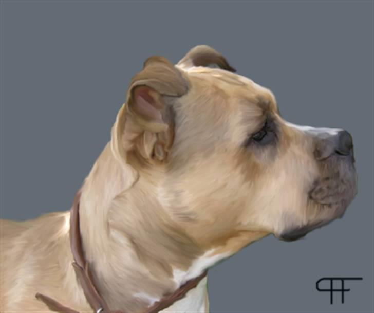 Tegninger af andres hunde - Amerikansk staffordshire terrier Pentagon Chevy. billede 298