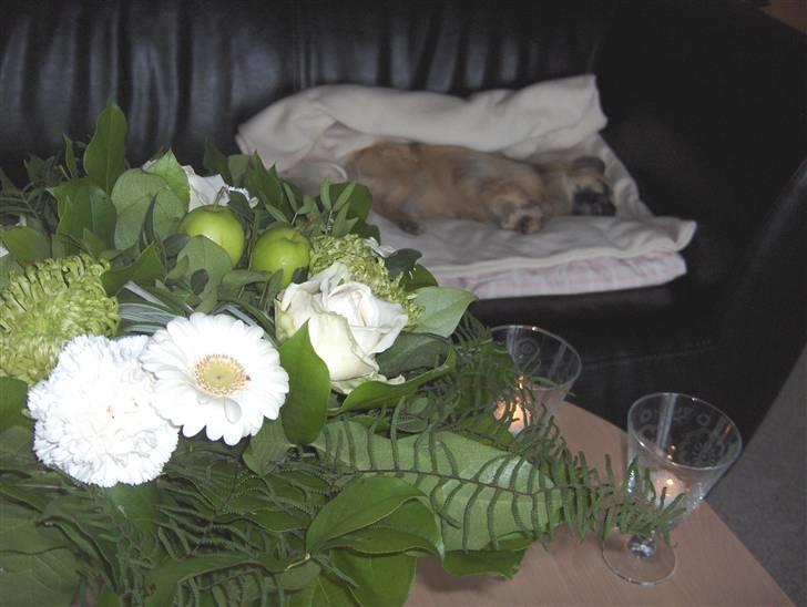 Vi ses igen..... - For os var det naturligt at have Marco hjemme hos os en sidste nat inden kremeringen, selvfølgelig på sofaen, som han var så glad for at putte på. billede 4