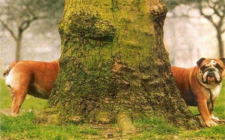 Diverse fjollerier - billede 17