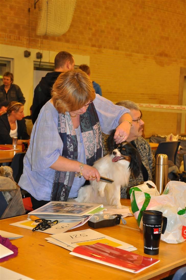 DDH udstilling d 13.03.10 billede 2