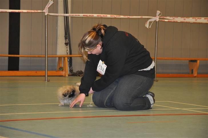 DDH udstilling d 13.03.10 billede 12