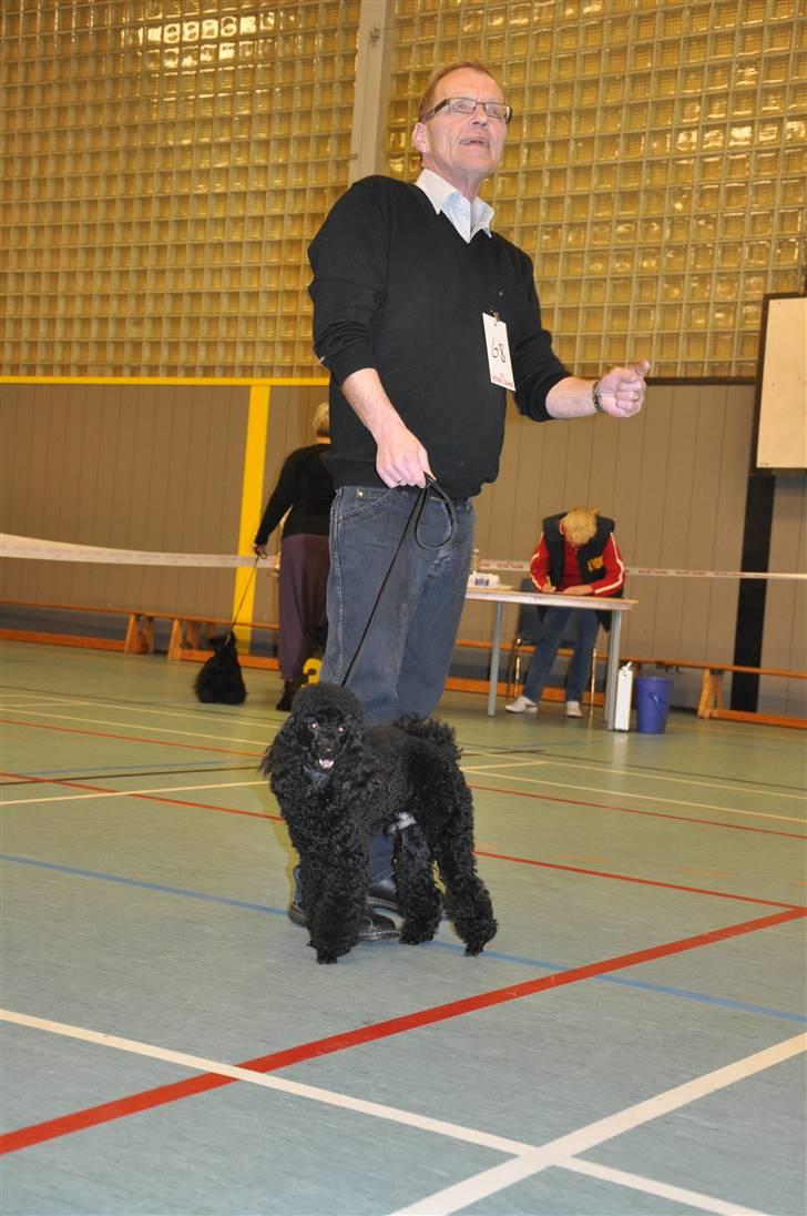 DDH udstilling d 13.03.10 billede 34