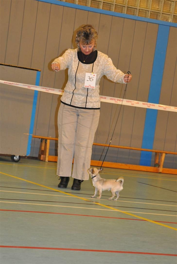 DDH udstilling d 13.03.10 billede 35