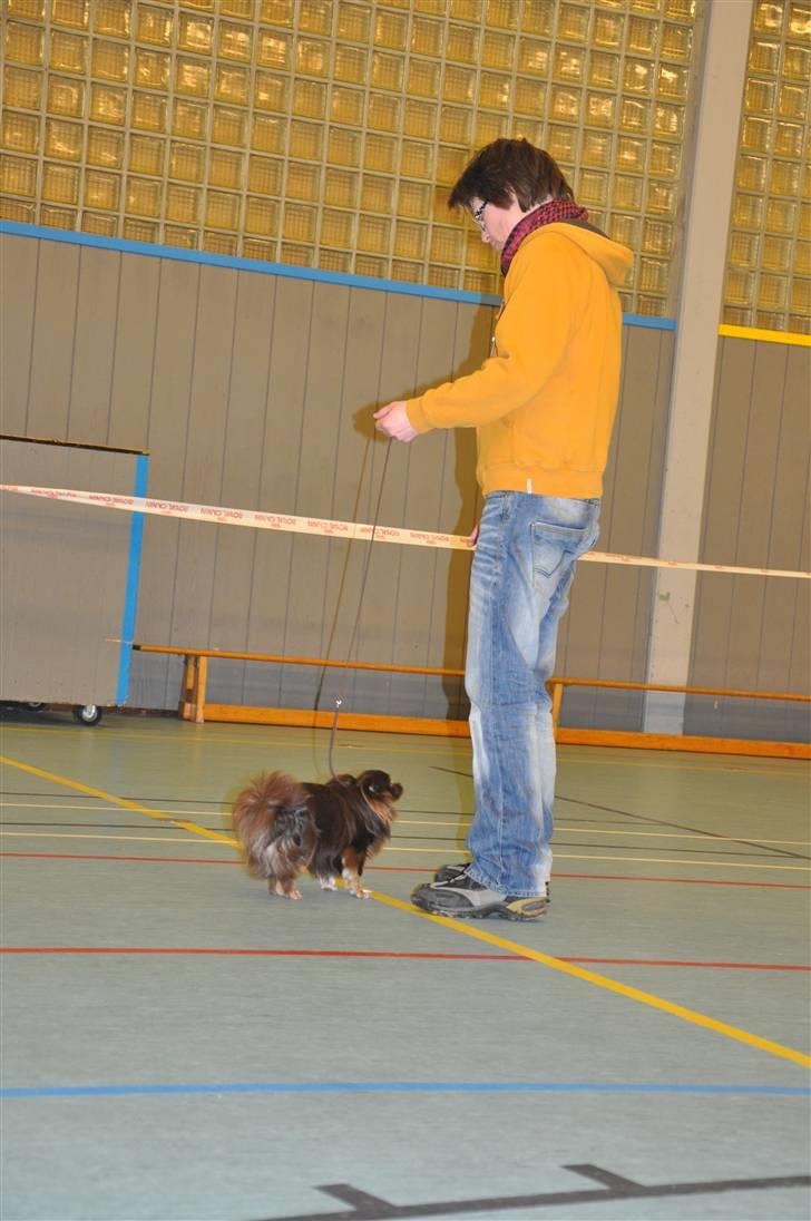DDH udstilling d 13.03.10 billede 64