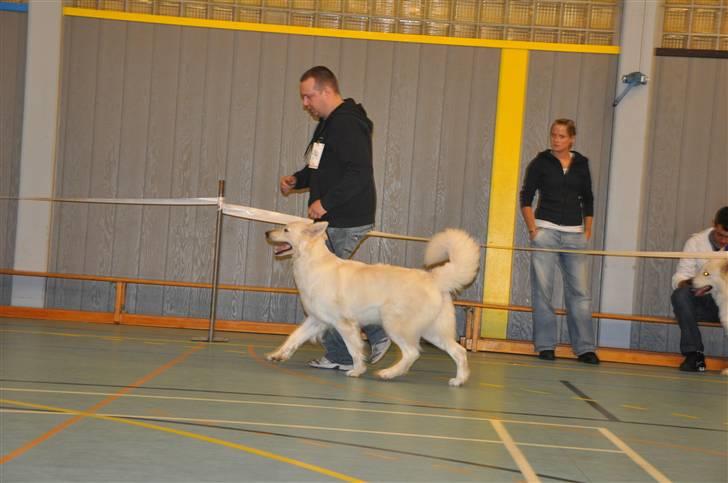 DDH udstilling d 13.03.10 billede 65