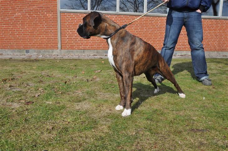 DDH udstilling d 13.03.10 billede 67