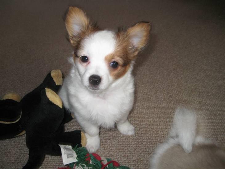 {{currentPhoto.altText}} billede {{currentPhoto.number}}