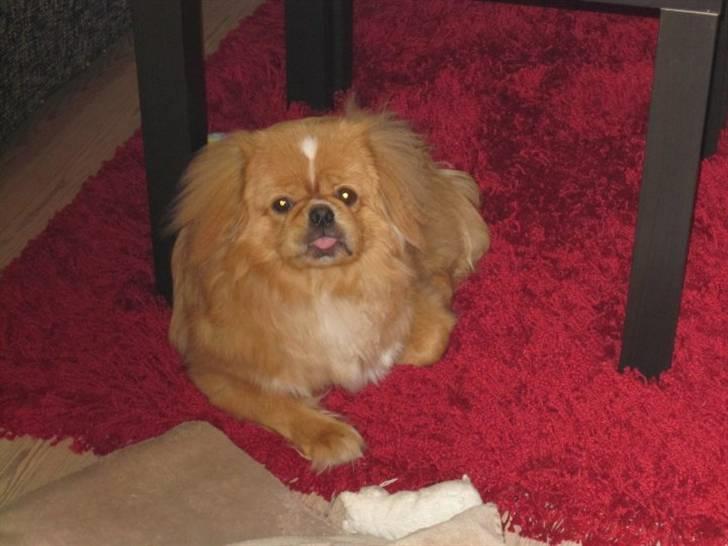 Pekingeser hvalpe - Nyt billed af lille Rolf som bor i Horsens billede 16