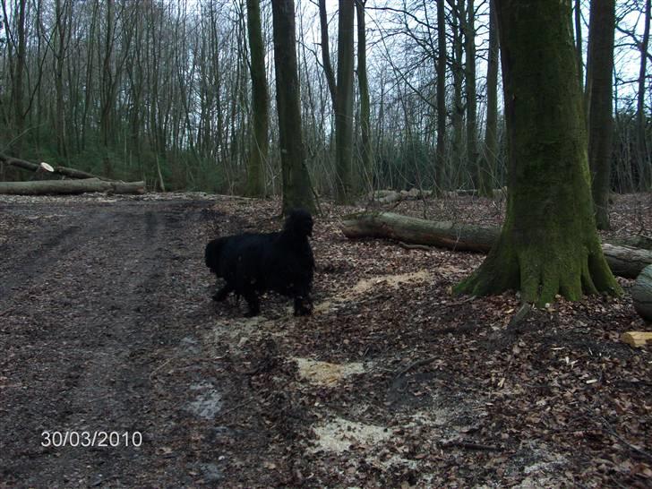 Skårupgård skov d. 30.03.2010. - Nåårrrhh nu gider jeg altså ikke bade mere - vi skal videre gennem skoven.... billede 13