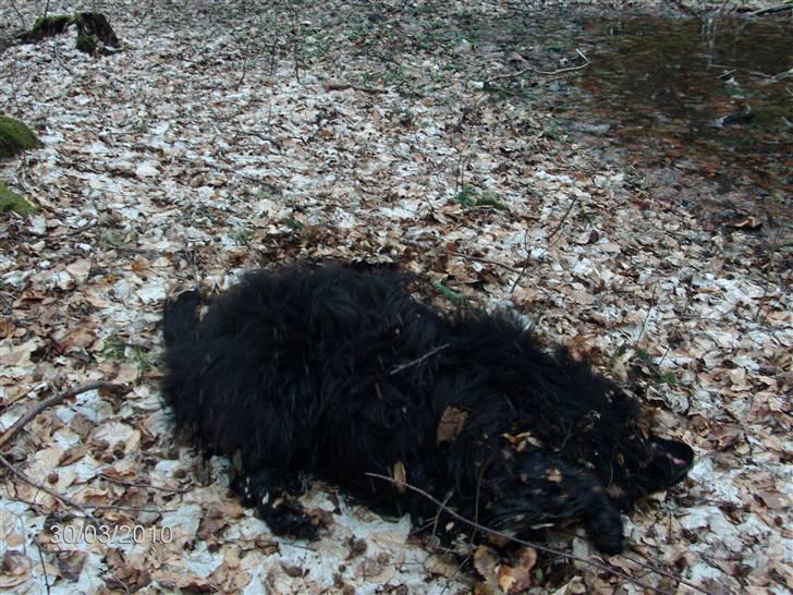 Skårupgård skov d. 30.03.2010. - Madam Skrald efter en tur i et lille vandhul midt i skoven..... billede 14
