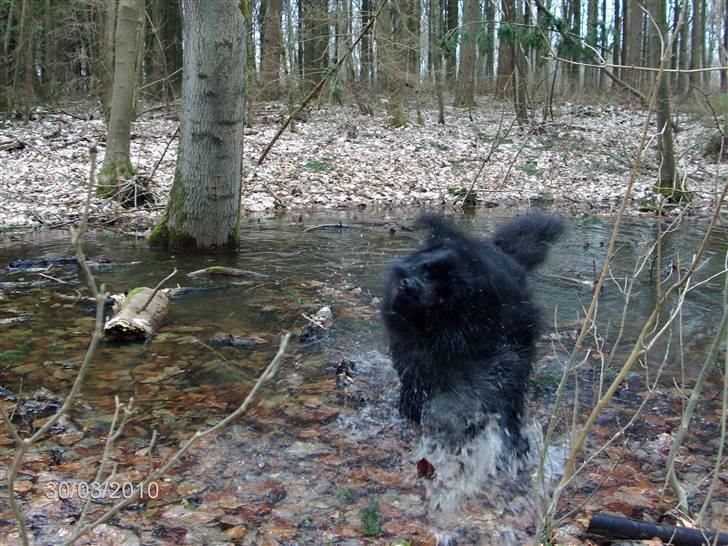 Skårupgård skov d. 30.03.2010. - Weeeeeeeeeeeeeeeeeeeee nu kommer jeg i fuld galop og ryster mig op af dig... billede 15