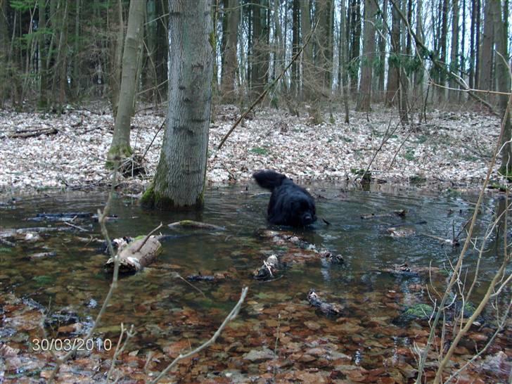 Skårupgård skov d. 30.03.2010. - Leder med lys og lygte efter den pind jeg smed ud i søen ...... billede 16
