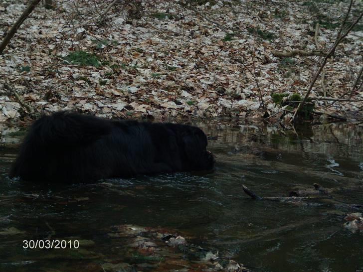 Skårupgård skov d. 30.03.2010. - Åhhhhhh hvor er det fedt at gå rundt her i søen og lede efter pinden..... billede 17
