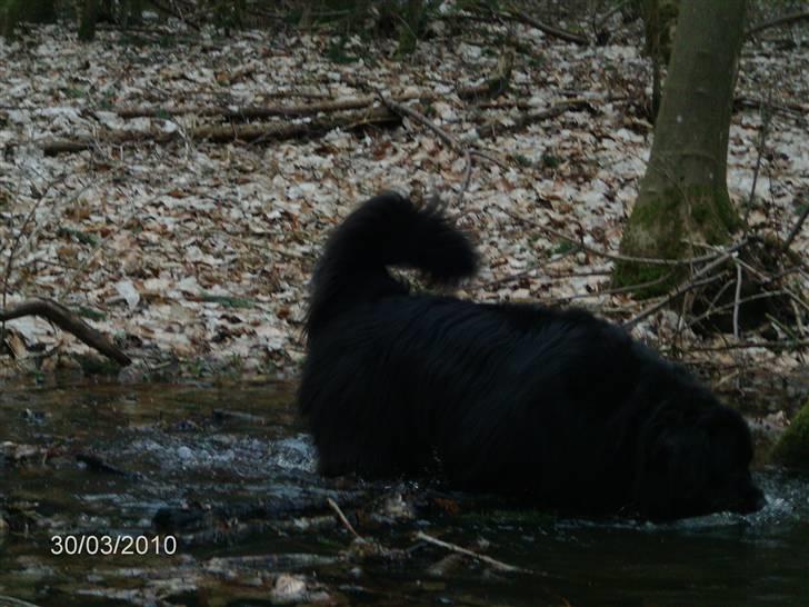 Skårupgård skov d. 30.03.2010. - Orw hvilken pind var det Heidi smed ud for her vrimler med pinde..... billede 18