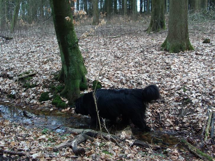 Skårupgård skov d. 30.03.2010. - Dum Di Dum Di Dej.....der findes ikke sjovere end at rende gennem en lille Å og få våde poter.... billede 19