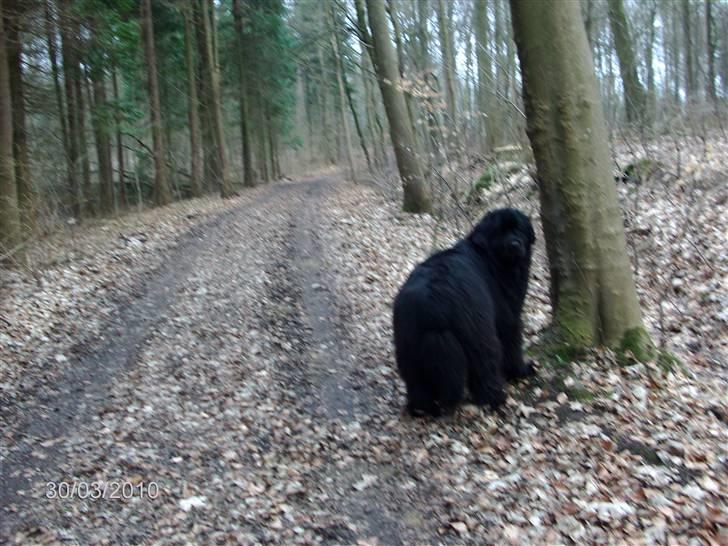 Skårupgård skov d. 30.03.2010. - Haaaalllooooooooooooooooooo KOMMER du eller hva...???? billede 12