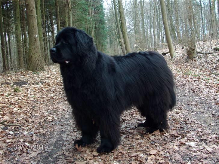 Skårupgård skov d. 30.03.2010. - Yeeeeeeeeeeeeeeees der kommer en kæmpe stor flot hest....... billede 11