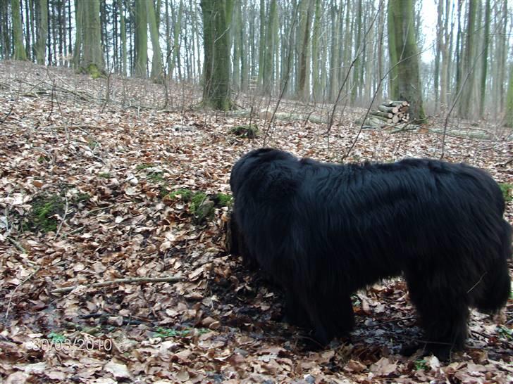 Skårupgård skov d. 30.03.2010. - Uhmmmm det dufter faktisk rigtig godt.... billede 10