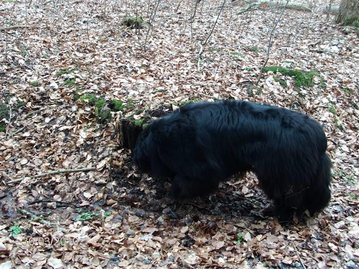 Skårupgård skov d. 30.03.2010. - Hvvaaaa dælan er det er den træstub dufter af..... billede 9