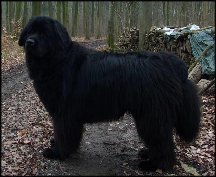 Skårupgård skov d. 30.03.2010. - Noa i Skårupgård skov tirsdag d. 30.03.2010. billede 1