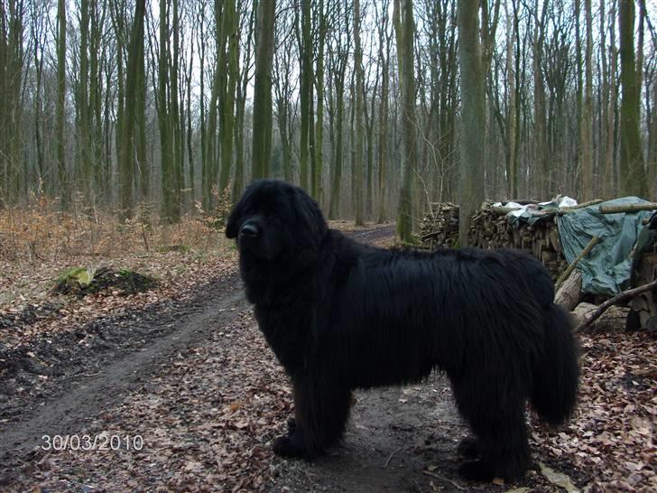 Skårupgård skov d. 30.03.2010. - Joow Joow lyden kommer altså derhenne fra........men jeg kan ikke se noget.... billede 8