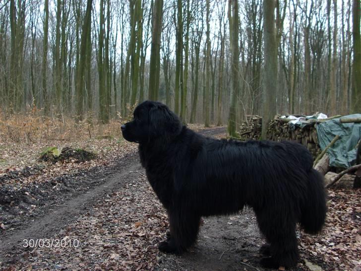 Skårupgård skov d. 30.03.2010. - Øøøj synes jeg kan høre noget......shyyyyyyyyyyyy vær lige stille Moar. billede 7