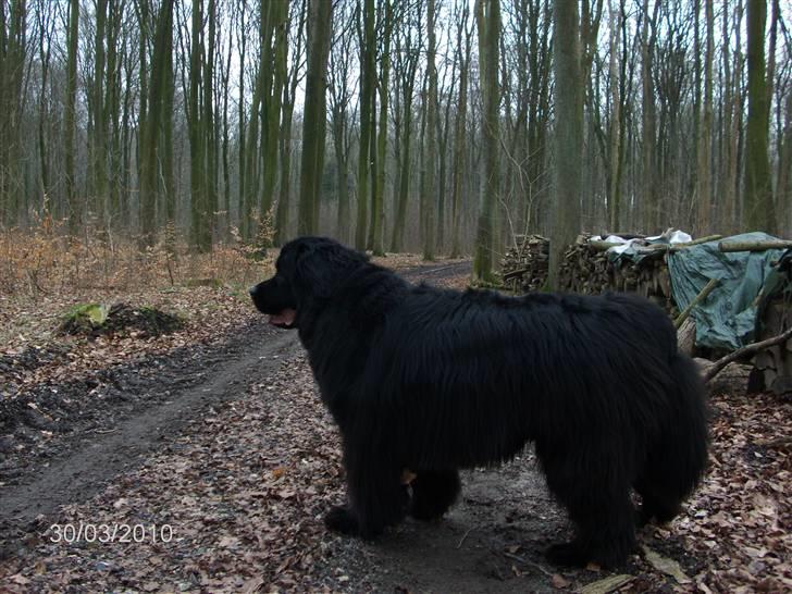 Skårupgård skov d. 30.03.2010. - Hmmmm mon jeg møder nogle heste idag...??? billede 6