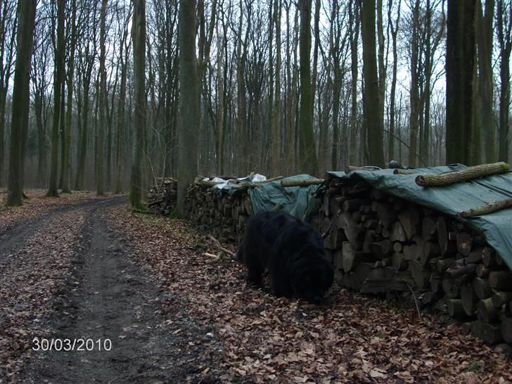 Skårupgård skov d. 30.03.2010. - Snuse snuse snuse.....hmmmmm hvad er det for en duft ...?!?!? billede 5