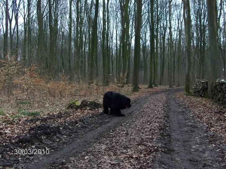 Skårupgård skov d. 30.03.2010. - Dum Di Dum Di Dej.......her kommer jeg luntende.... billede 4