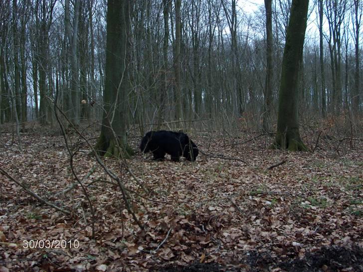 Skårupgård skov d. 30.03.2010. - Uhmmmm her dufter bare så godt..... billede 3