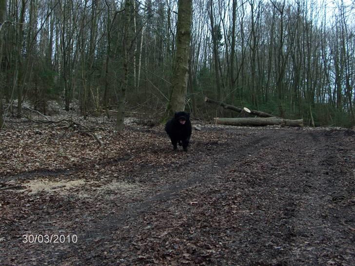 Skårupgård skov d. 30.03.2010. - Weeeeeeeeeee Moar jeg kommer nu........ billede 2