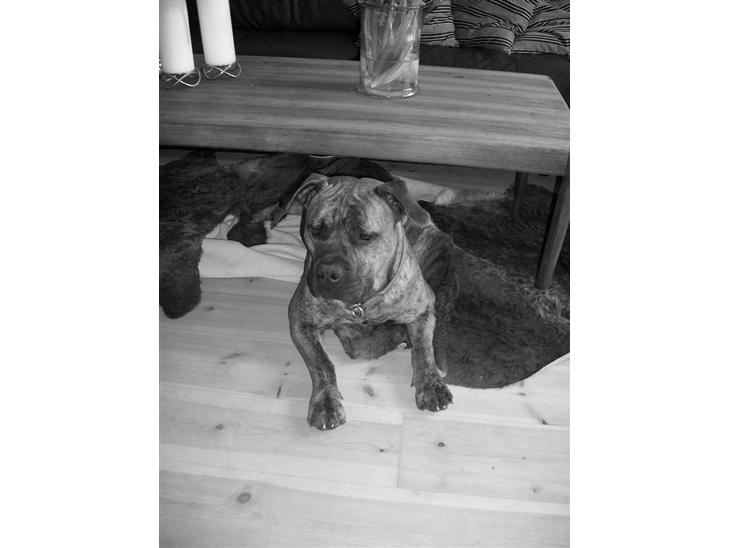 {{currentPhoto.altText}} billede {{currentPhoto.number}}