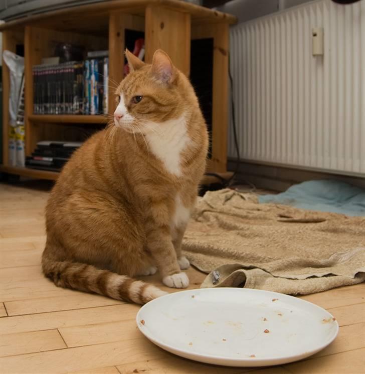 Lunas lagkage - Hmm ikke meget efterladt til Oliver *S* billede 14