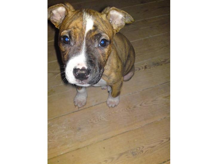 {{currentPhoto.altText}} billede {{currentPhoto.number}}