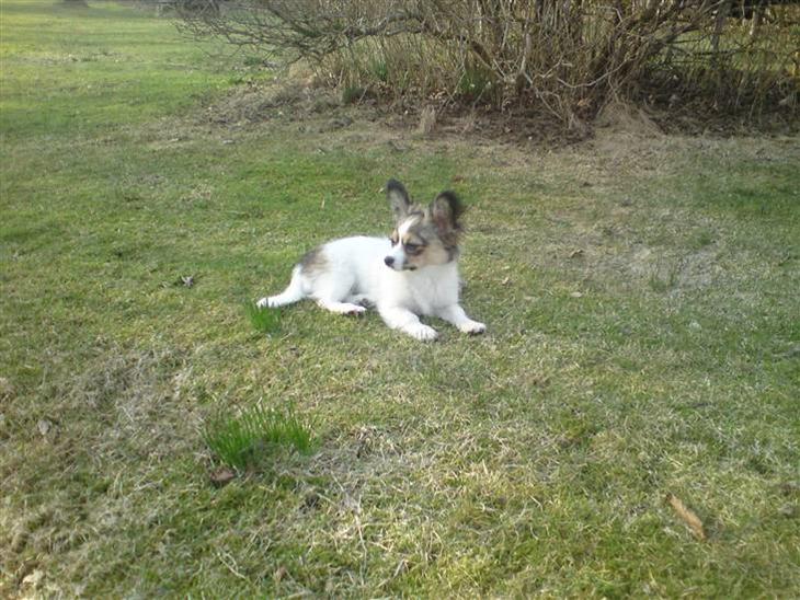 {{currentPhoto.altText}} billede {{currentPhoto.number}}