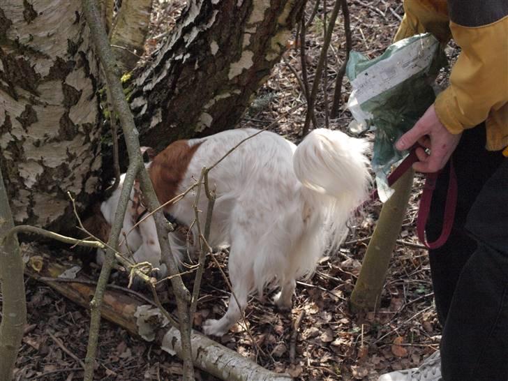 Geocaching i Ølsted bakker - Jeg skal lige se efter skatten billede 9