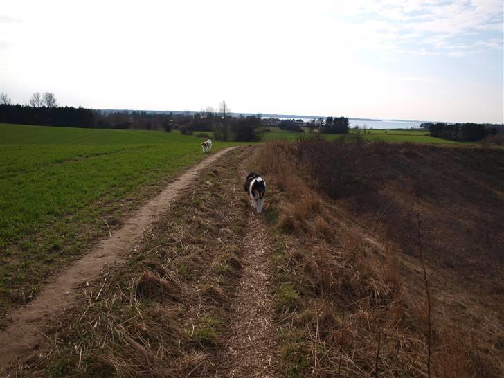 Geocaching i Ølsted bakker billede 13