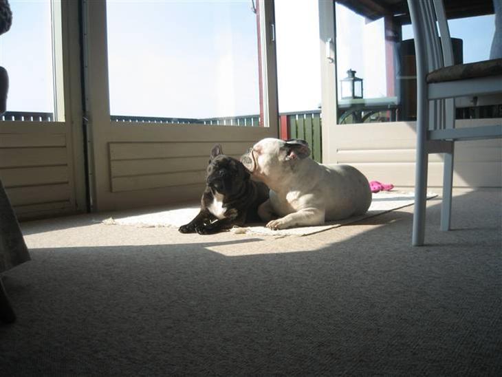 {{currentPhoto.altText}} billede {{currentPhoto.number}}