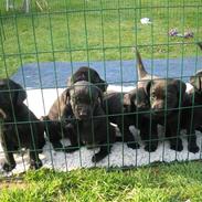 Vores måske kommende hundevalp..