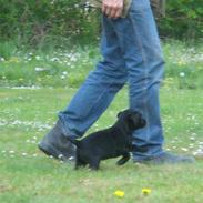 Vores måske kommende hundevalp..