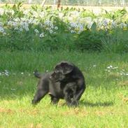 Vores måske kommende hundevalp..