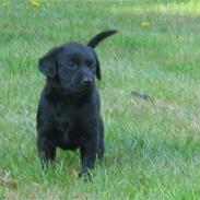 Vores måske kommende hundevalp..